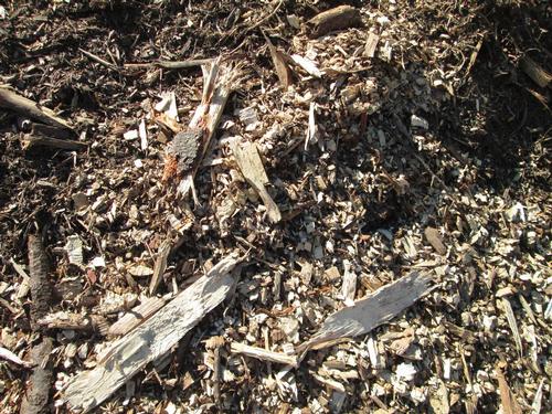 Rough Wood Chips - $20 per yard