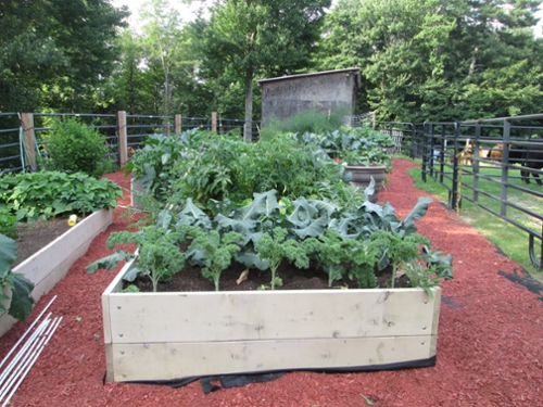 planters full of green vegetables